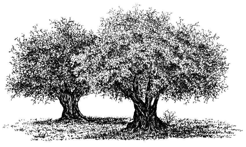 Pen drawing of two overlapping olive trees