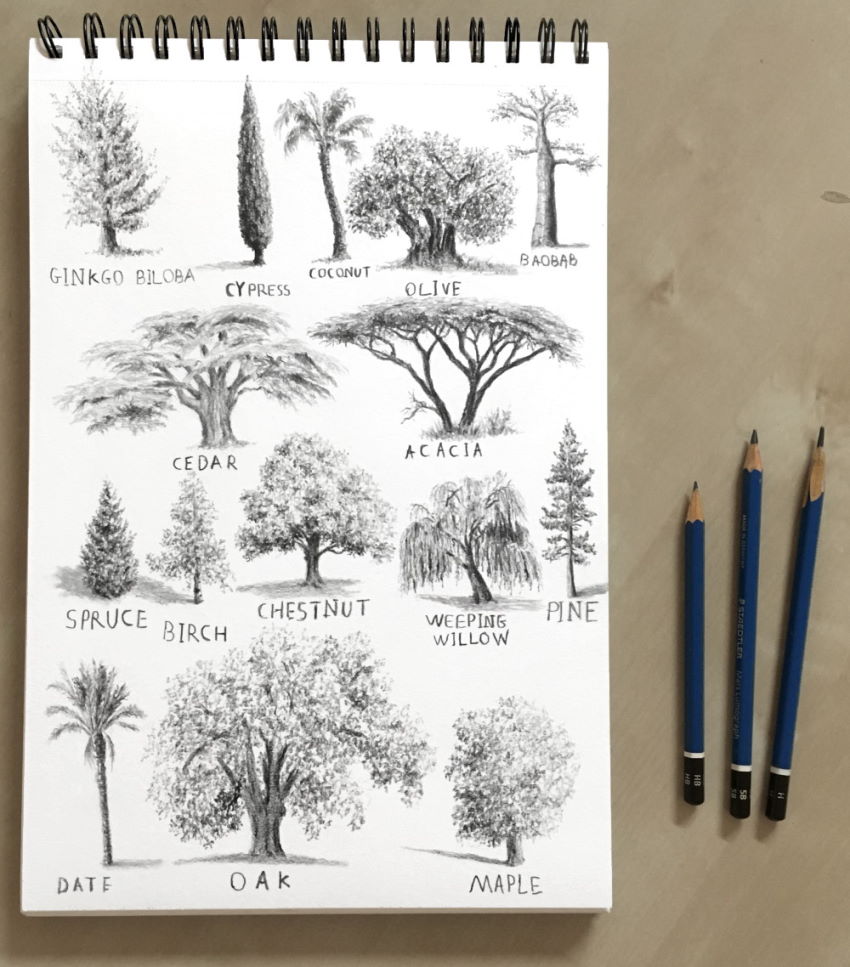 Tree drawings with graphite pencils