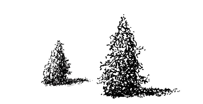 Pen drawing of pine trees and shadow