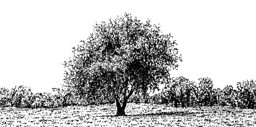 Pen and ink drawing of a tree