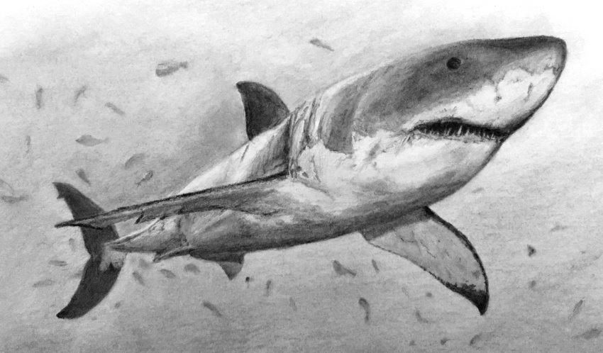 Pencil drawing of a great white shark