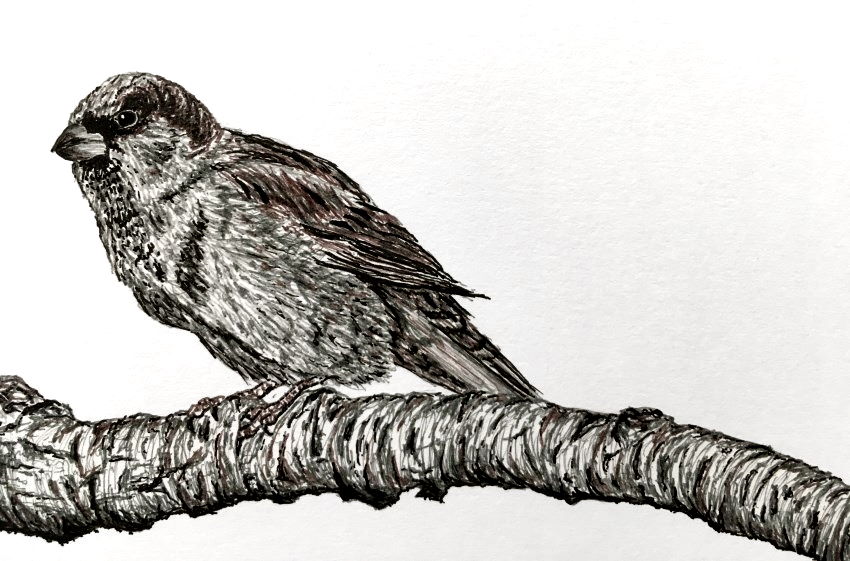 Pen drawing of a sparrow bird with UNI PIN