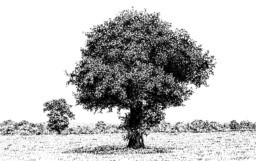 Tree drawing with a pen