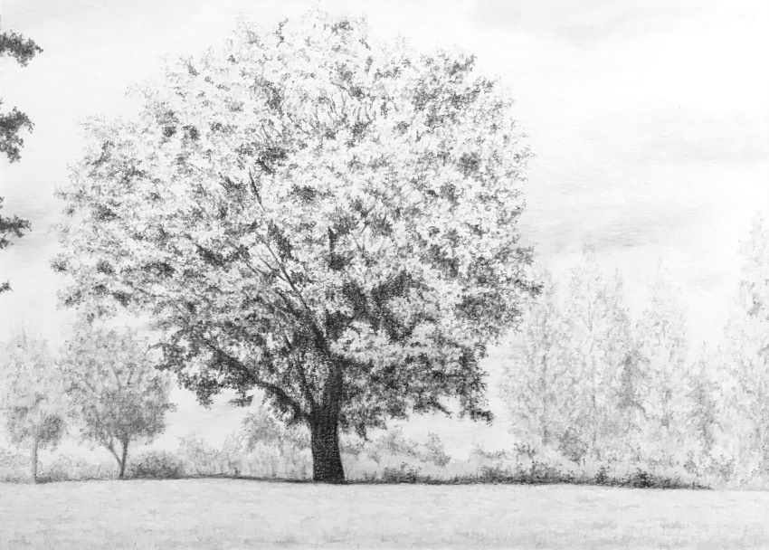 Landscape with trees pencil drawing