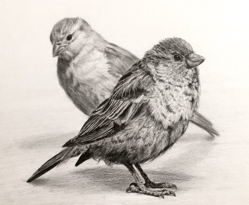 Realistic pencil drawing of sparrow birds
