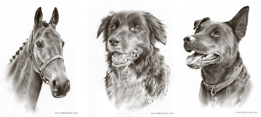 Pet pencil drawing portraits by Ali Bannister