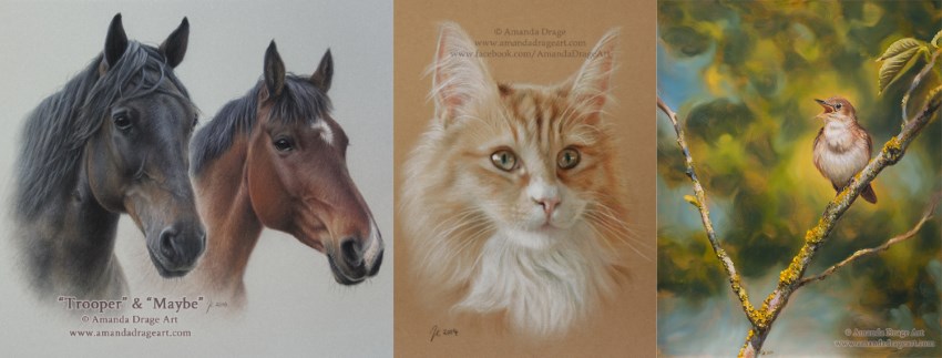 Cats, horses & birds portraits by Amanda Drage