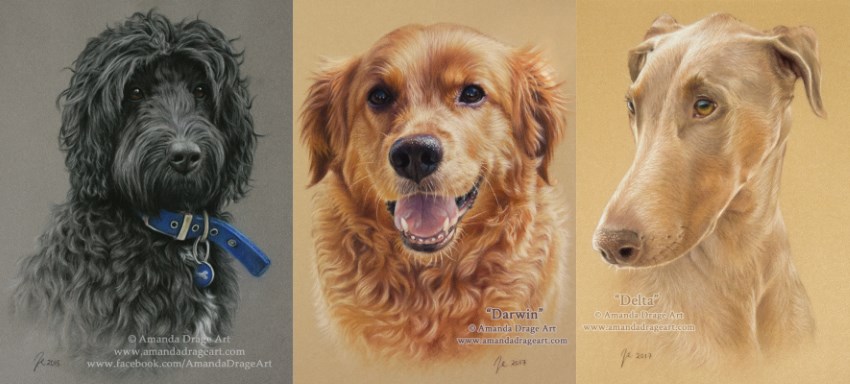 Pet dogs portraits by Amanda Drage