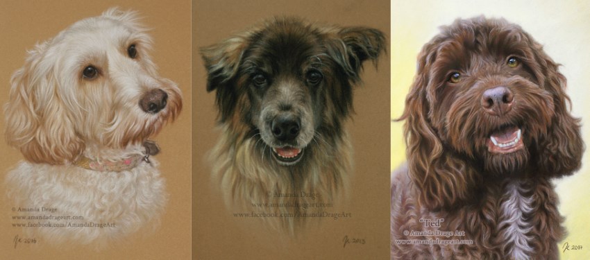 Dogs portrait paintings by Amanda Drage