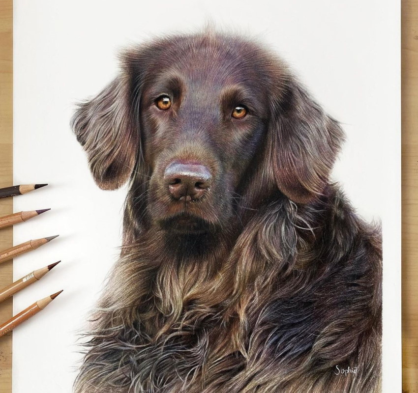 Fine art dog portrait by artist Sophie Ella Tutt