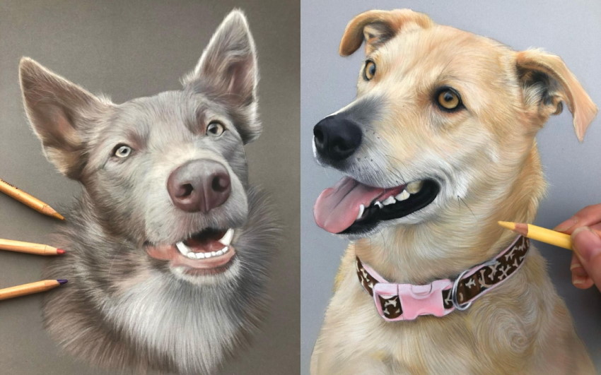 Commission dog portraits by Amy Mackimm