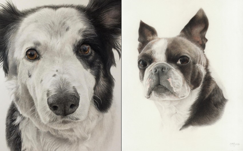 Realistic dog portraits by Molly Moira
