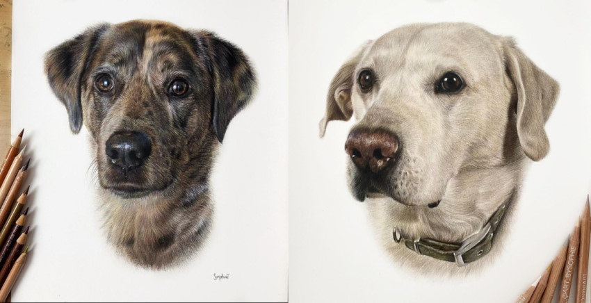 Dog portrait drawings by Sophie Ella Tutt
