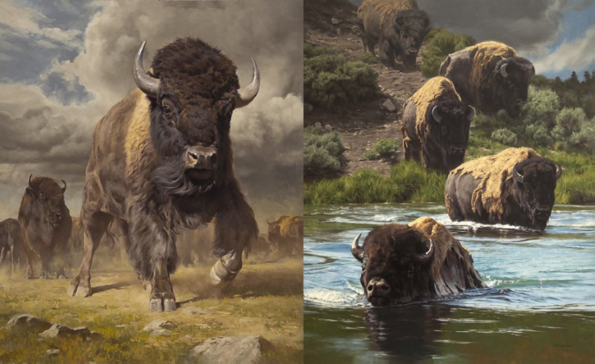 Bison realistic painting by Dustin Van Wechel