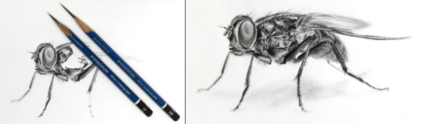 Steps for drawing a fly