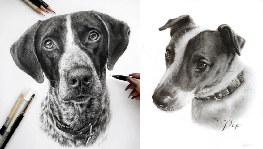 Realistic dogs graphite portraits by Grace Murray