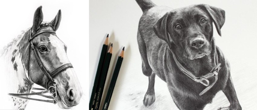 Melanie Phillips pencil drawings of pets