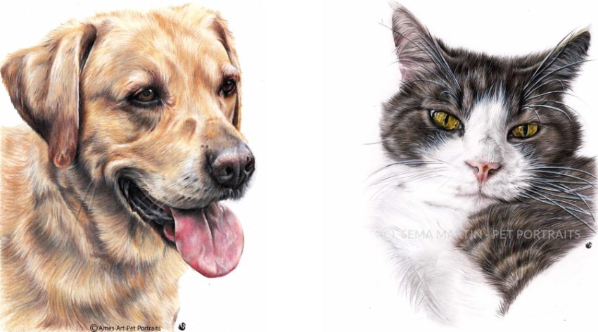 Dog and cat portraits by Sema Martin
