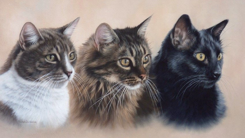 Portrait of three cats by Rachel Stribbling