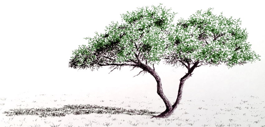 Pen drawing of an Acacia tree