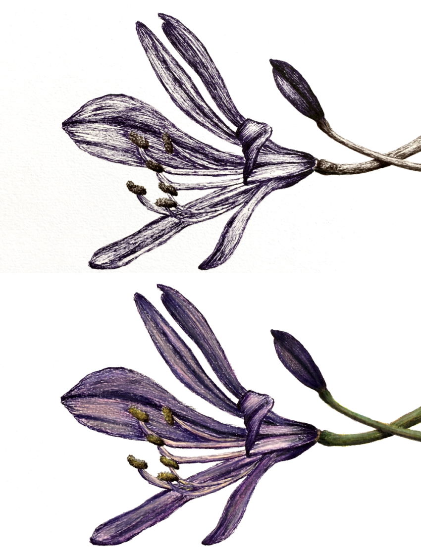 Agapanthus plant drawing with pens and colored pencils