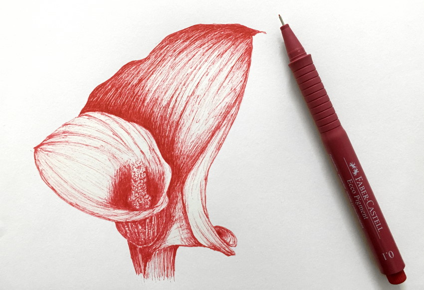 Anthurium flower drawing with a red pen