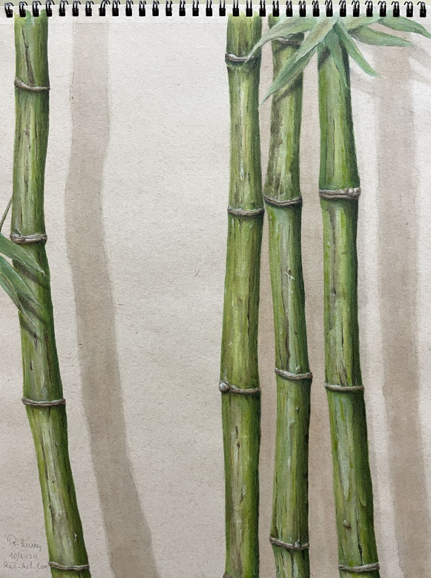 Realistic bamboo colored pencils drawing