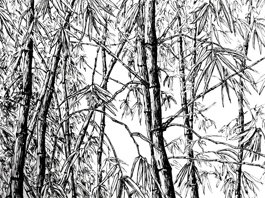 How to Draw (Realistic) Trees with Pen & Ink - Ran Art Blog