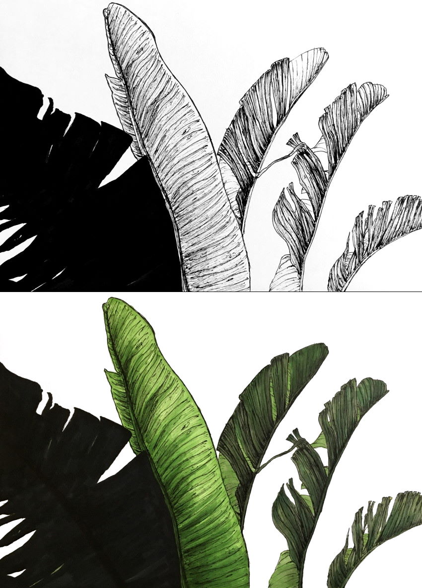Banana leaves, drawing and painting with markers