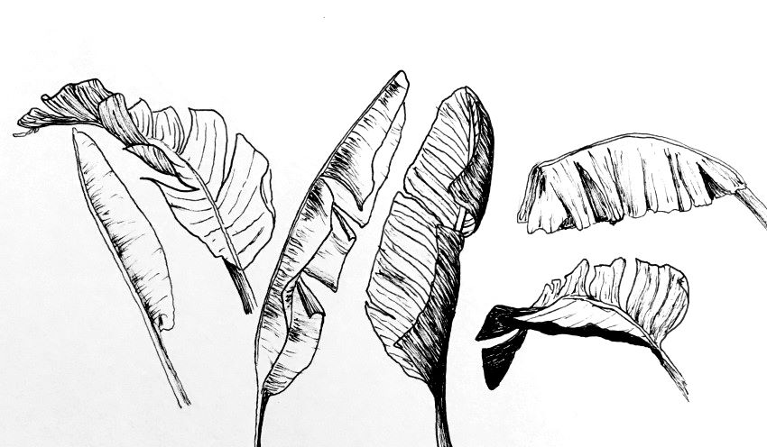 Pen drawing of banana leaves