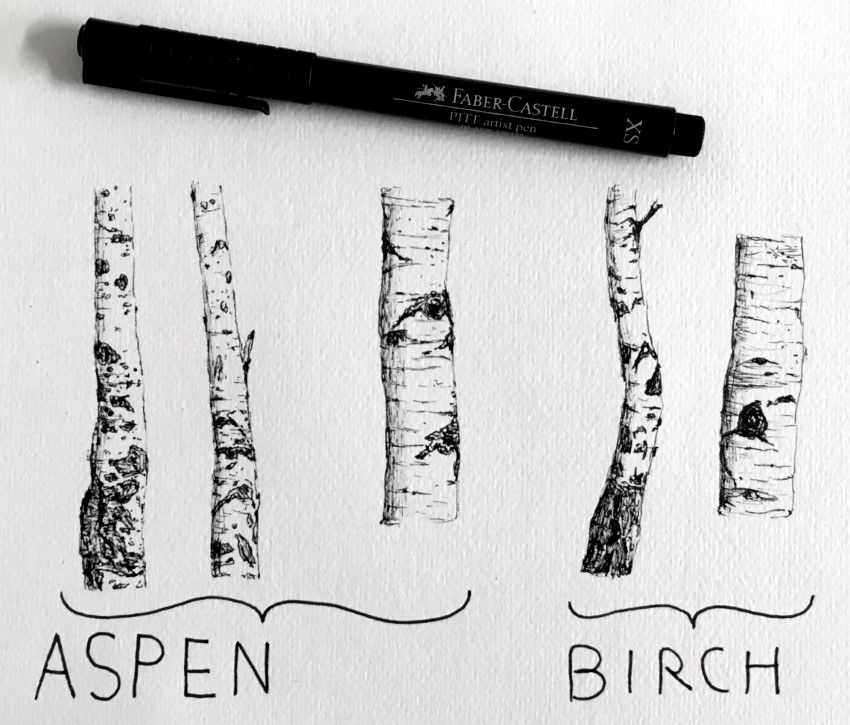 Birch trees and aspen trees pen drawing