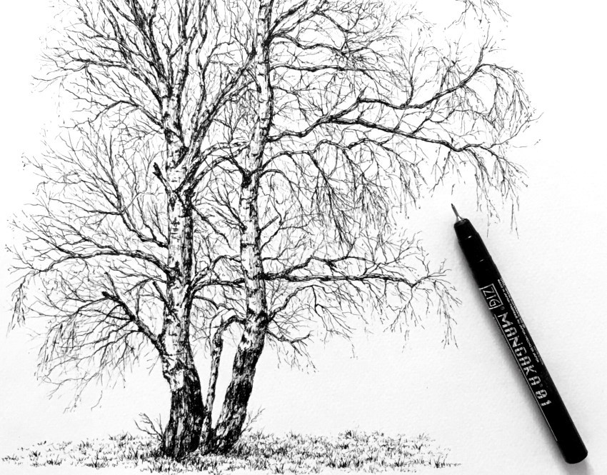 A realistic drawing of birch trees with pen