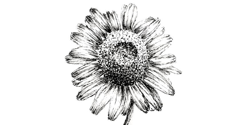 Chamomile flower drawing, with a fine liner