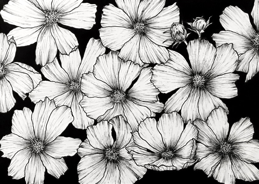 Pen drawing for cosmos flowers