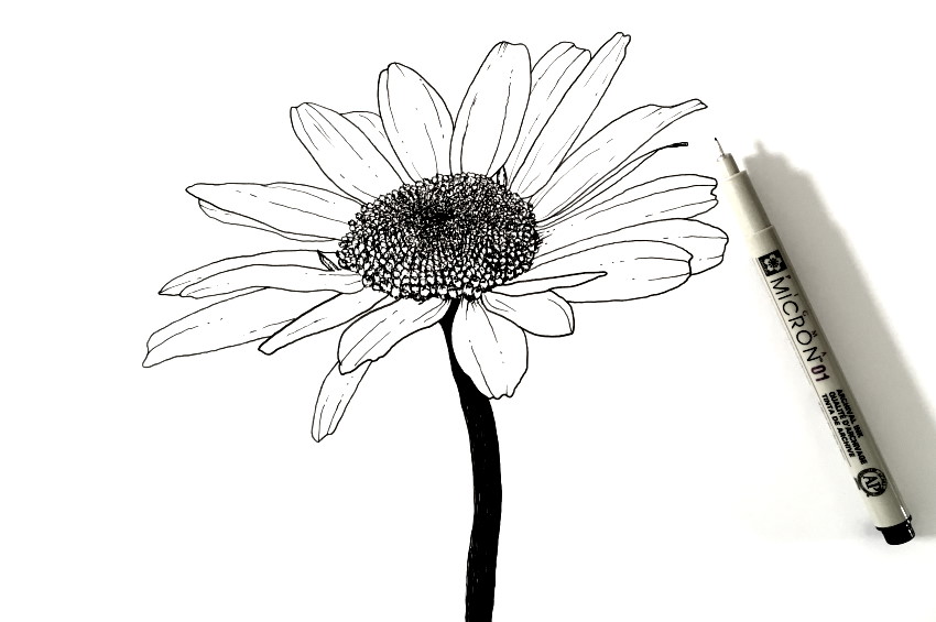Common daisy flower pen drawing