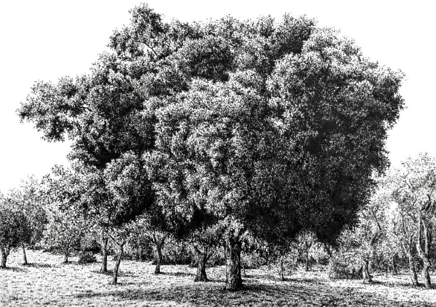 Pen drawing of a ficus tree and background