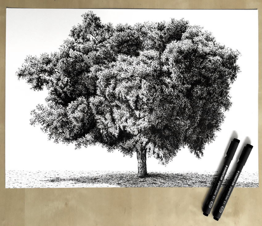 Realistic ficus tree drawing with pen and ink