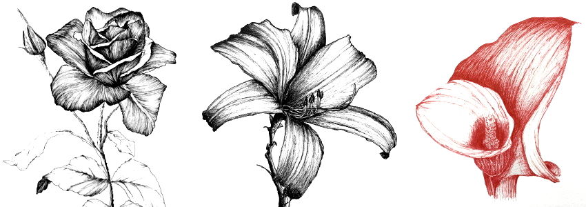 Guide for drawing flowers with pen and ink