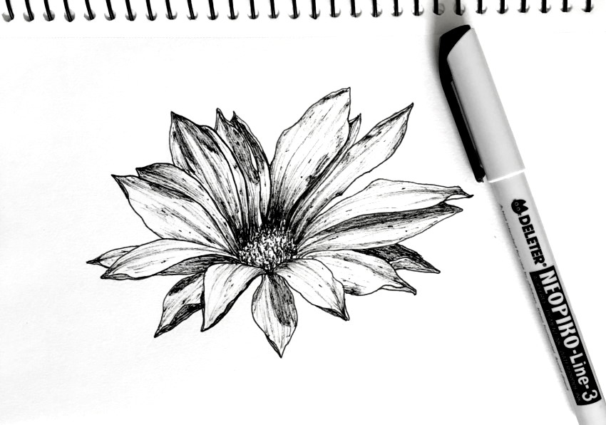 Pen drawing of a Gazania flower