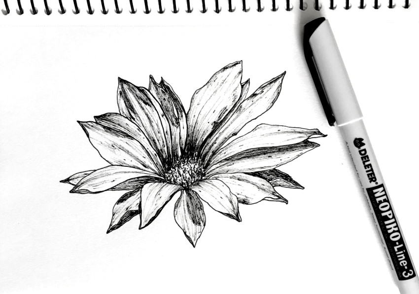 https://ranartblog.com/imagespen/gazania-flower-drawing.jpg