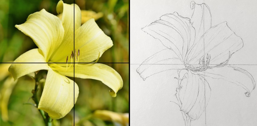 Pencil drawing of a lily flower