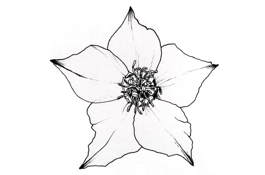 Flower Sketch Images  Free Download on Freepik