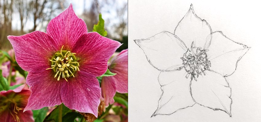 Pencil sketch of a hellebore flower from reference