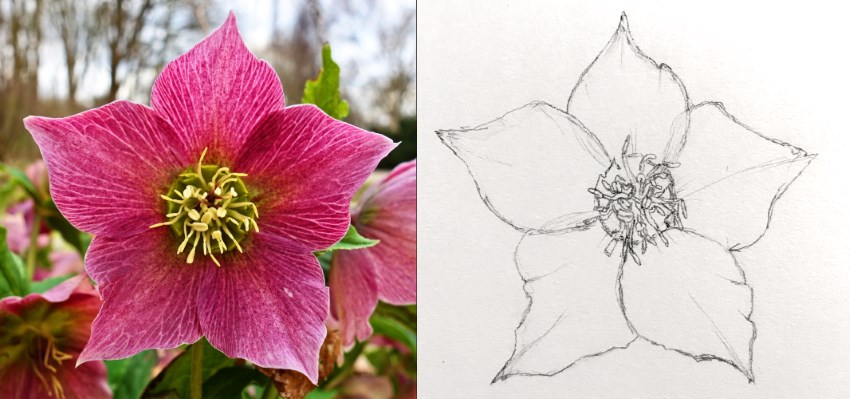 flower pencil sketches