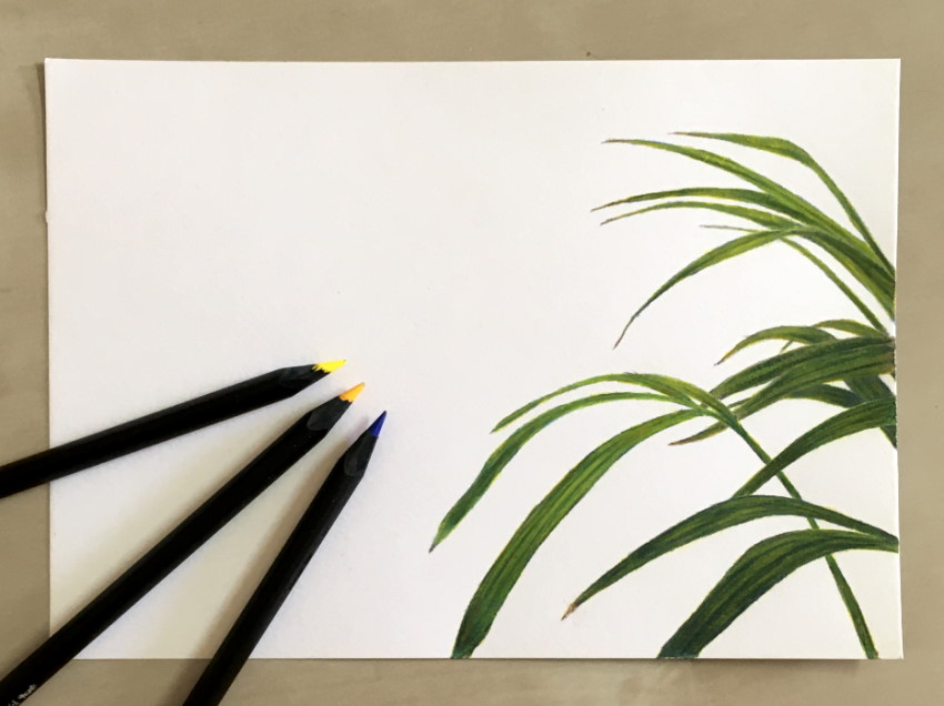 Plant leaves drawing using colored pencils