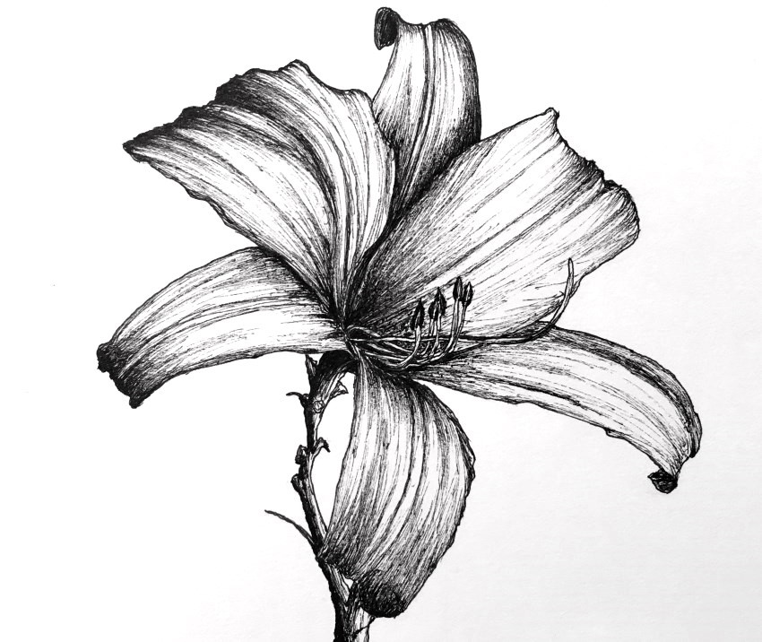 https://ranartblog.com/imagespen/lily-flower-pen-drawing.jpg