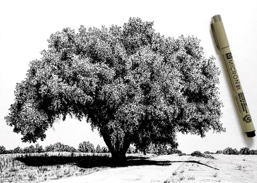 oak tree pen drawing