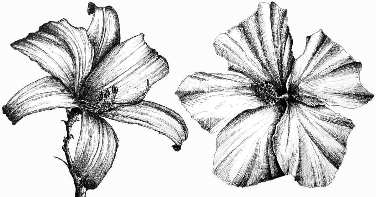 How to Draw ANY Flower with Pen & Ink - Ran Art Blog