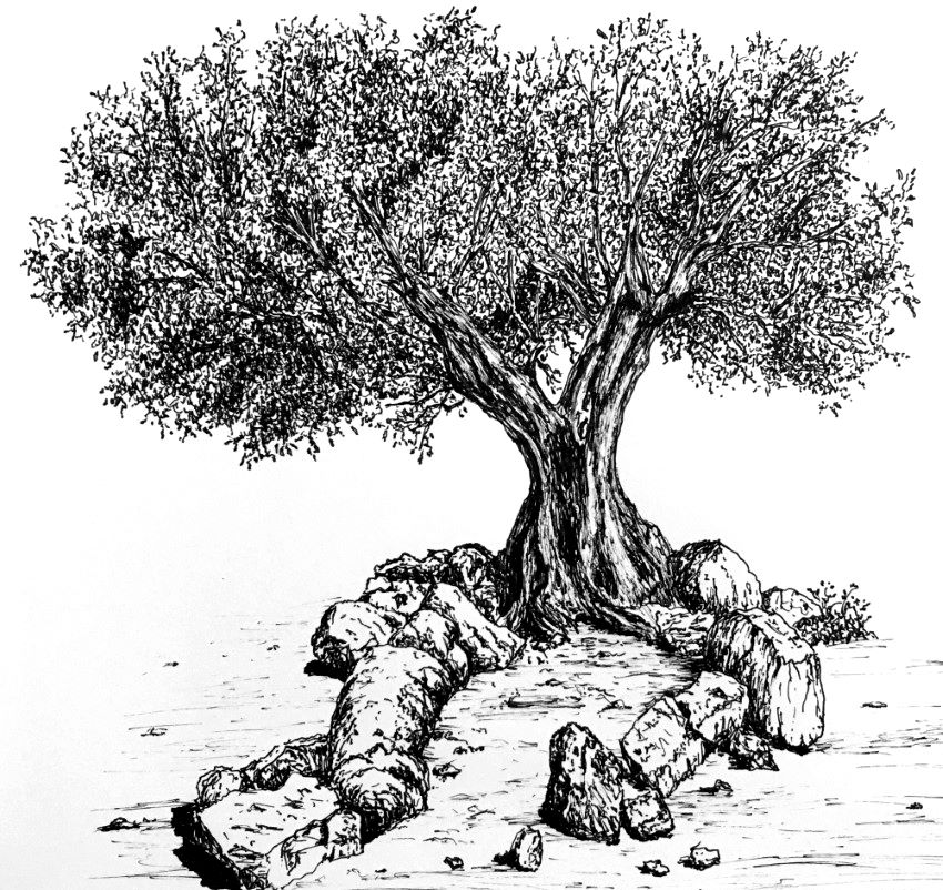 A drawing of an olive tree with pen and ink