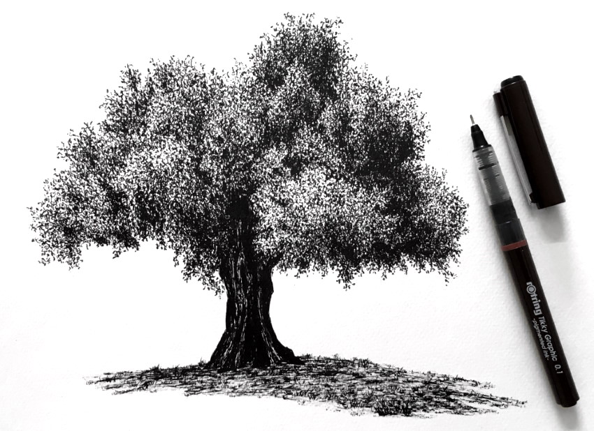 Realistic olive tree pen drawing
